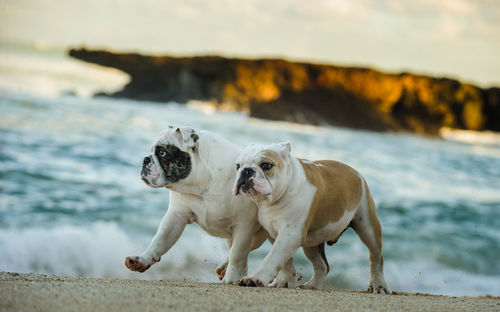 Two dogs on beach