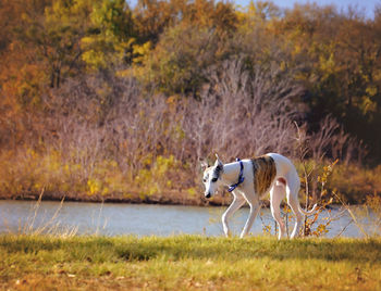 Dog and dogs on grass