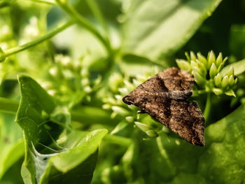 Close-up of fresh green leaf on plant