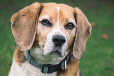 Close-up portrait of dog on field