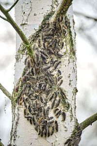 Close-up of snow on tree trunk