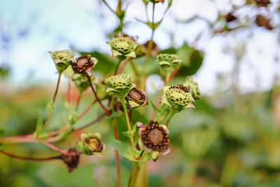 Close-up of wilted flower