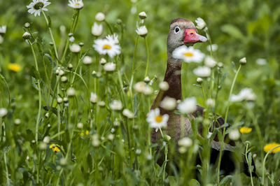 Bird on a field