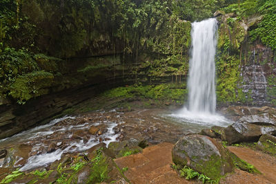 Scenic view of waterfall in forest