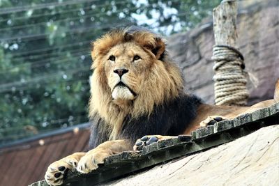 Portrait of a cat sitting on wood in zoo