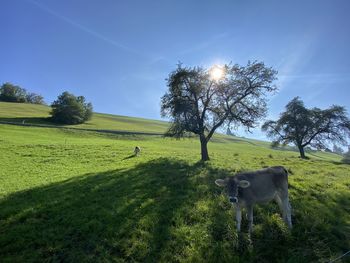 Trees in a field