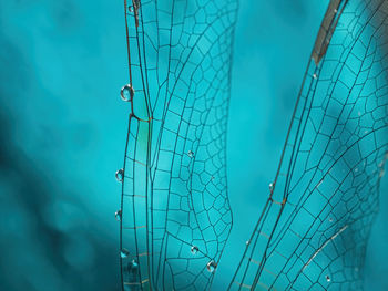 Dragonfly wing with drops of water close-up on a blue background. natural background. macro