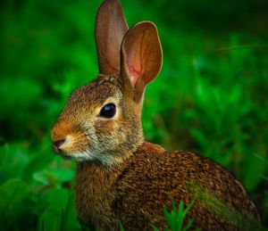 Close-up of a rabbit on field