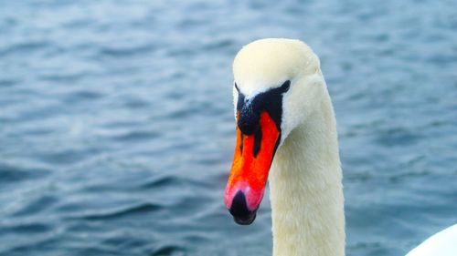 Close-up of white swan in lake