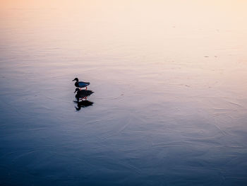 Two ducks on a frozen lake