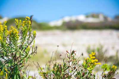 Close-up of yellow flowering plant on field