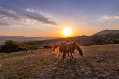 Horse standing on field against sky during sunset