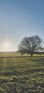 Scenic view of field against clear sky