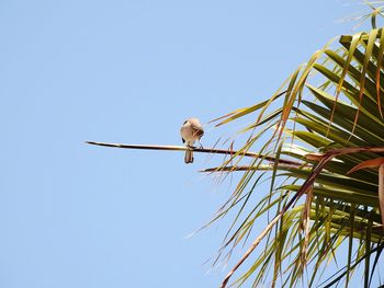 Low angle view of bird perching on plant against clear sky