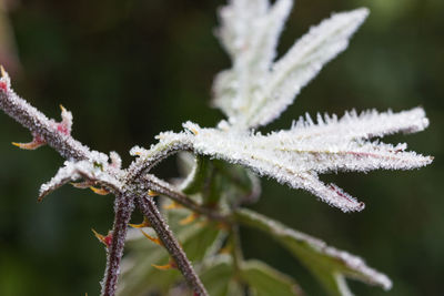 Close-up of frozen plant during winter