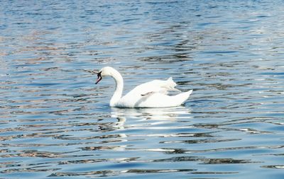 Swan swimming in lake