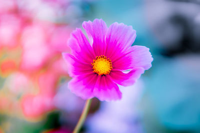 Close-up of pink flower