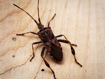 Close-up of insect on wall