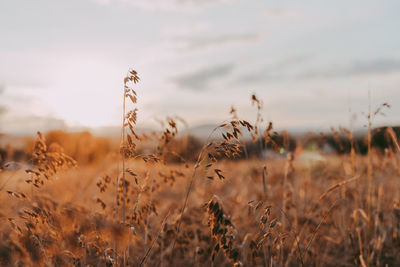 Close-up of stalks in field against sky