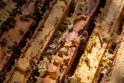 Full frame shot of honey bees