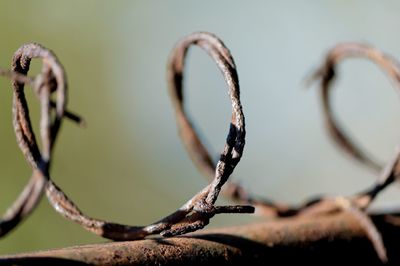 Close-up of dried plant