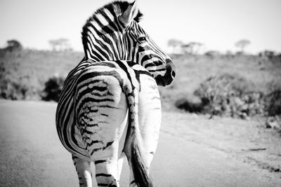 Close-up of zebra against sky