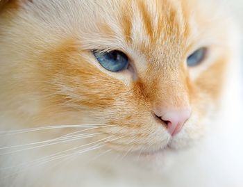 Close-up portrait of cat