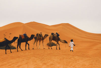 Rear view of people walking on desert