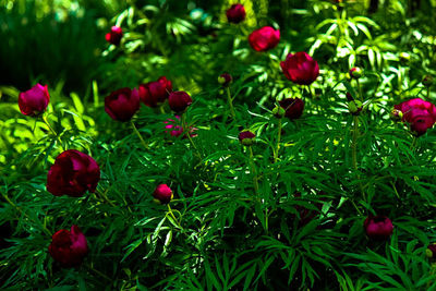 Full frame shot of red flowers