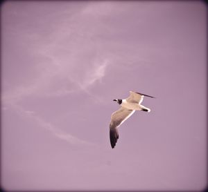Low angle view of helicopter flying in sky