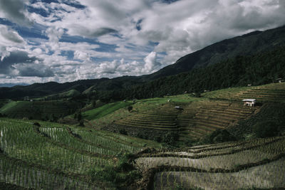 Rice terrace in northern thailand