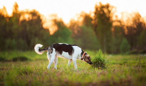 Dog lying on grass