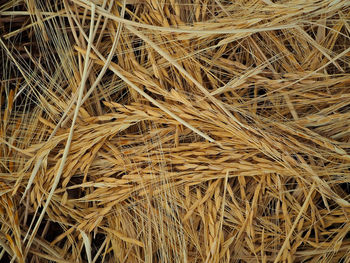 Full frame shot of hay