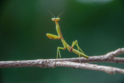 Close-up of insect perching on leaf