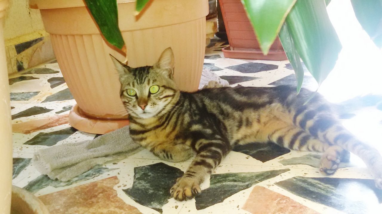 domestic cat, pets, domestic animals, cat, mammal, one animal, animal themes, feline, portrait, indoors, relaxation, whisker, looking at camera, sitting, lying down, no people, resting, full length, home interior, sunlight