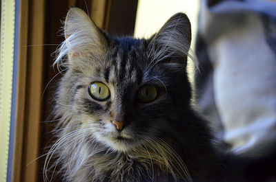 Close-up portrait of cat at home