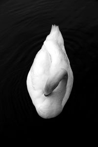 Close-up of swan swimming in lake