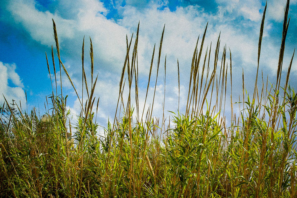 growth, nature, plant, field, growing, sky, grass, tranquil scene, tranquility, outdoors, beauty in nature, uncultivated, day, no people, rural scene, agriculture, scenics, cereal plant, close-up, freshness