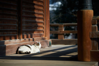 Cat sitting on wooden floor