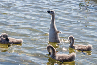 Swans swimming in lake