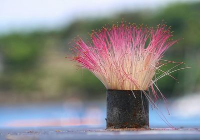 Close-up of pink flowering plant