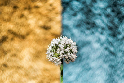 Close-up of white flowering plant