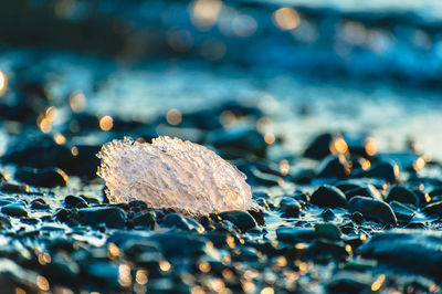 Close-up of pebbles on sea shore