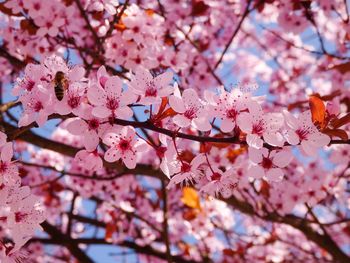 Low angle view of pink cherry blossom tree