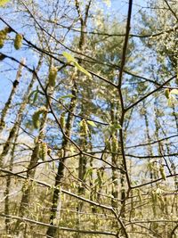 Low angle view of trees against sky