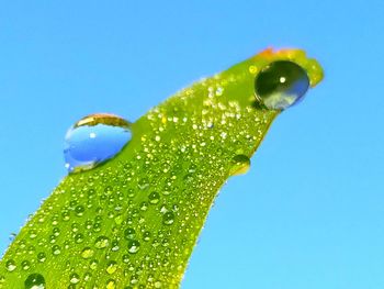 Close-up of wet leaf against blue sky