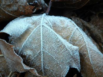 Close-up of plant