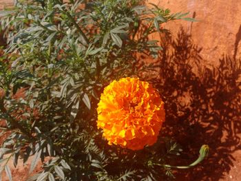 Close-up of yellow flower blooming outdoors