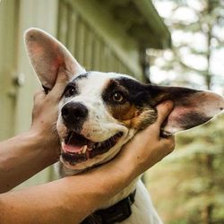 Close-up portrait of dog