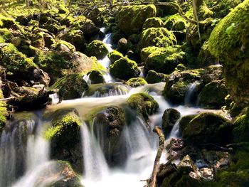 Scenic view of waterfall in forest